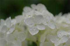 六花撰#1