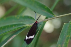 黒マント