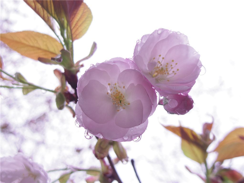 雫