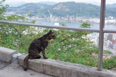 千光寺の猫