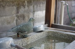 八幡様の手水舎