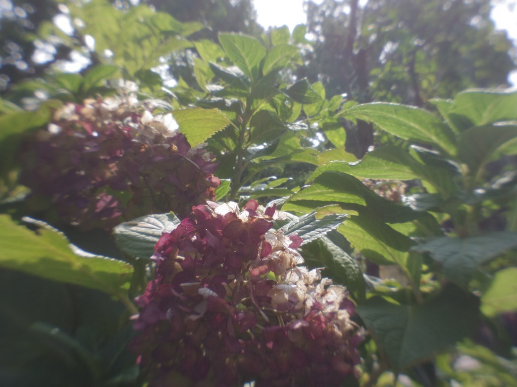 枯花