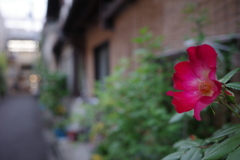 紅い花