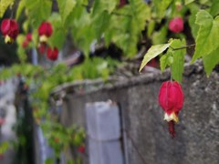 路地に咲く
