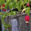 路地に咲く
