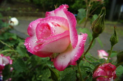 DSC01241