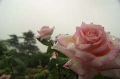 雨のバラ2