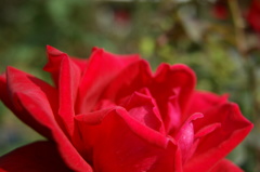 「赤いバラ」