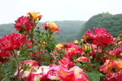 DSC01243