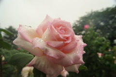 DSC01213