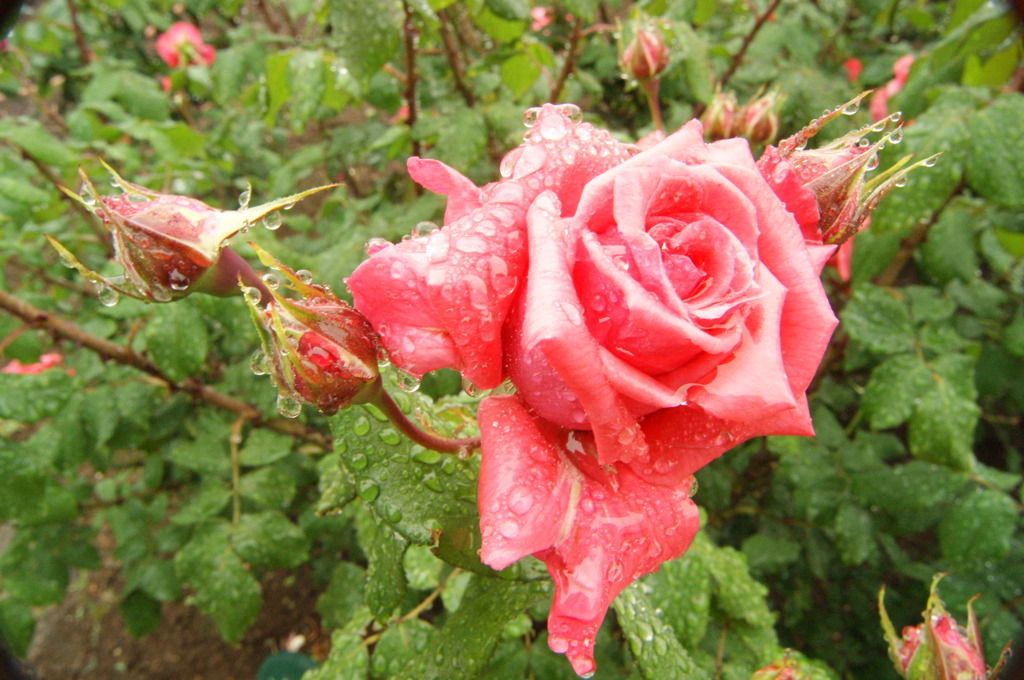 DSC01194