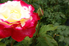 DSC02009