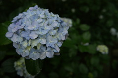青い紫陽花