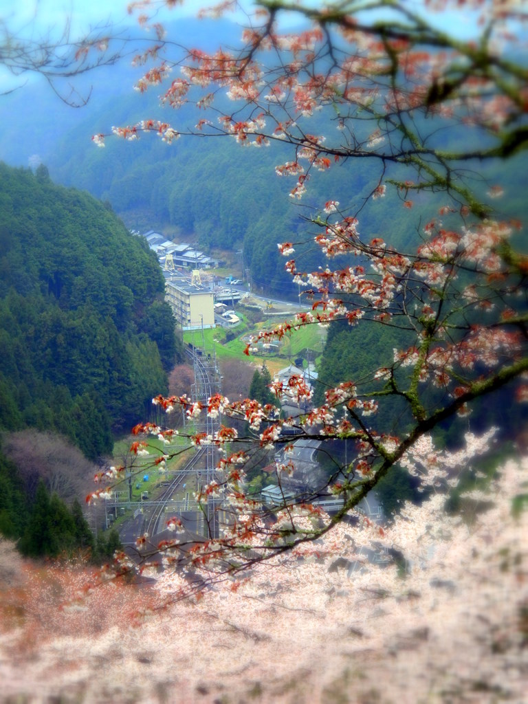 吉野山から