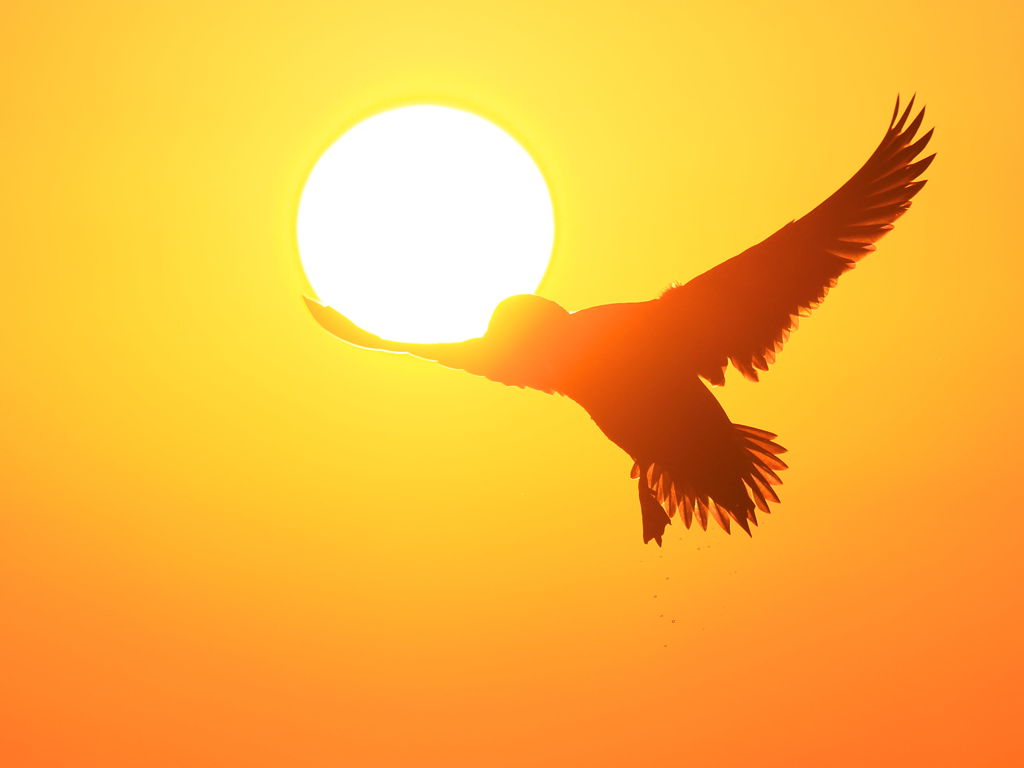 飛べ!! 太陽のせて