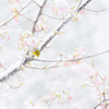 SnowBlossom*2