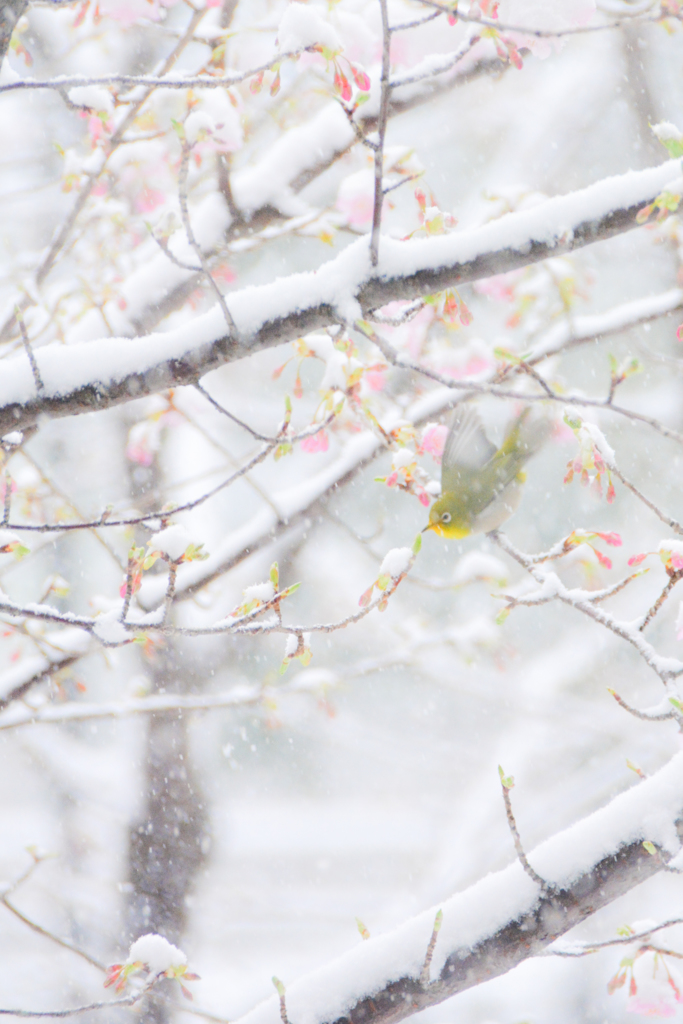 SnowBlossom*1