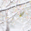 SnowBlossom*1