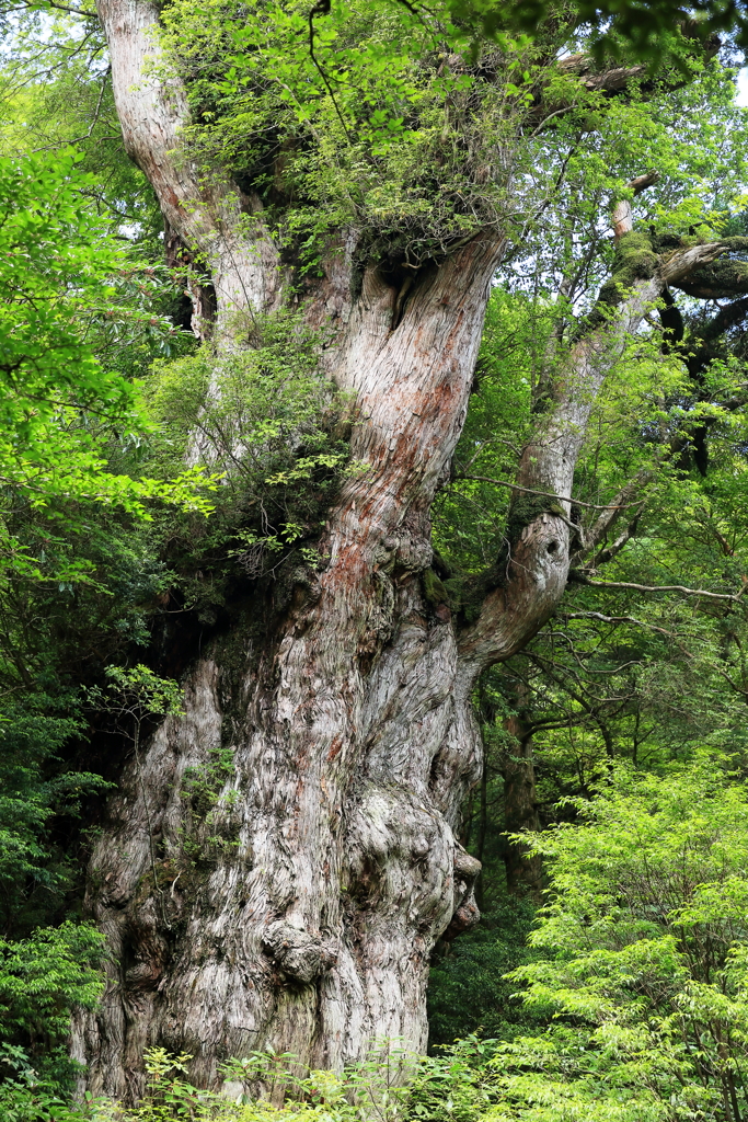 Japanese natural King