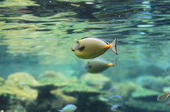 水中に潜む