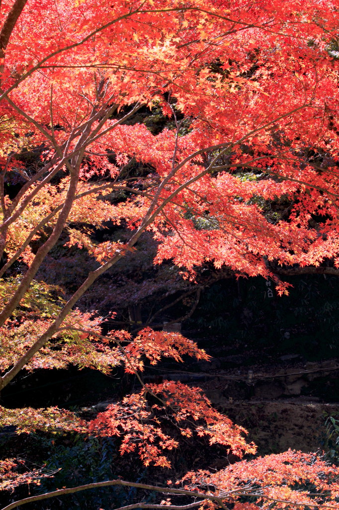 公園の紅葉