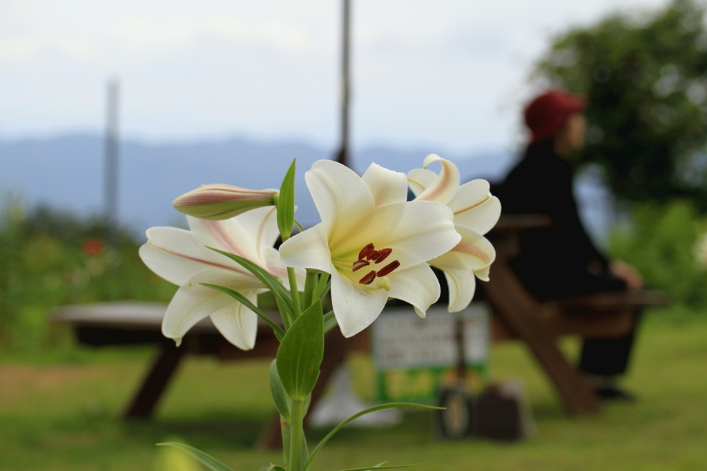 一休みに花を添えます。