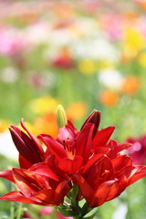 blood-red