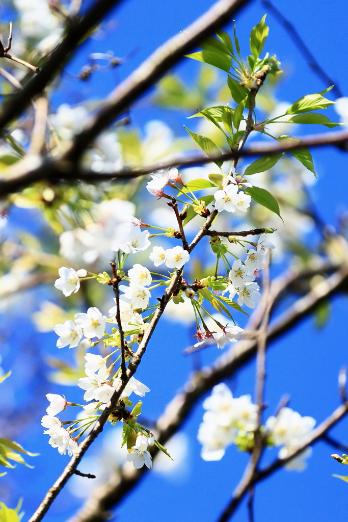 南国桜