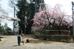 宇都宮の桜