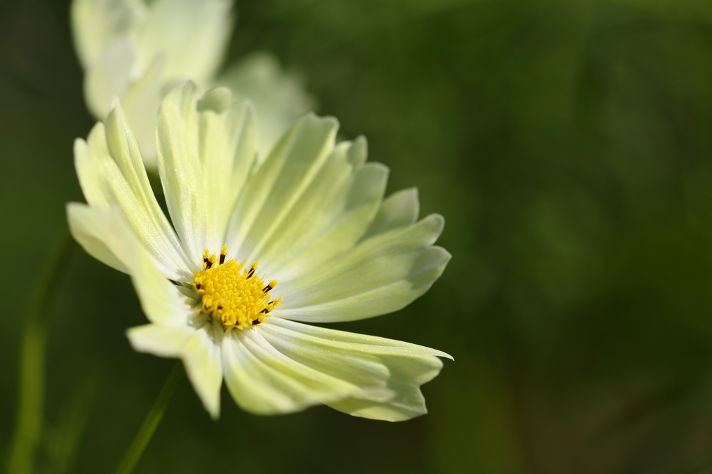 秋の花