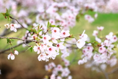 In this year, it is a cherry tree again.