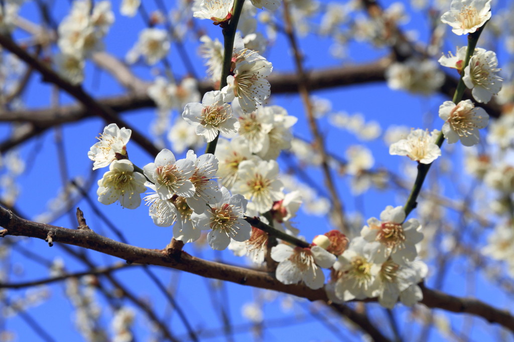 ３月中は俺でよろしく。