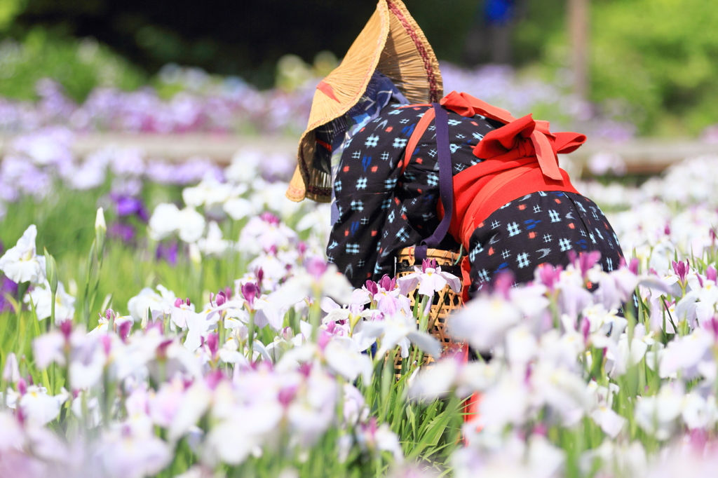 Japan is so beautiful！