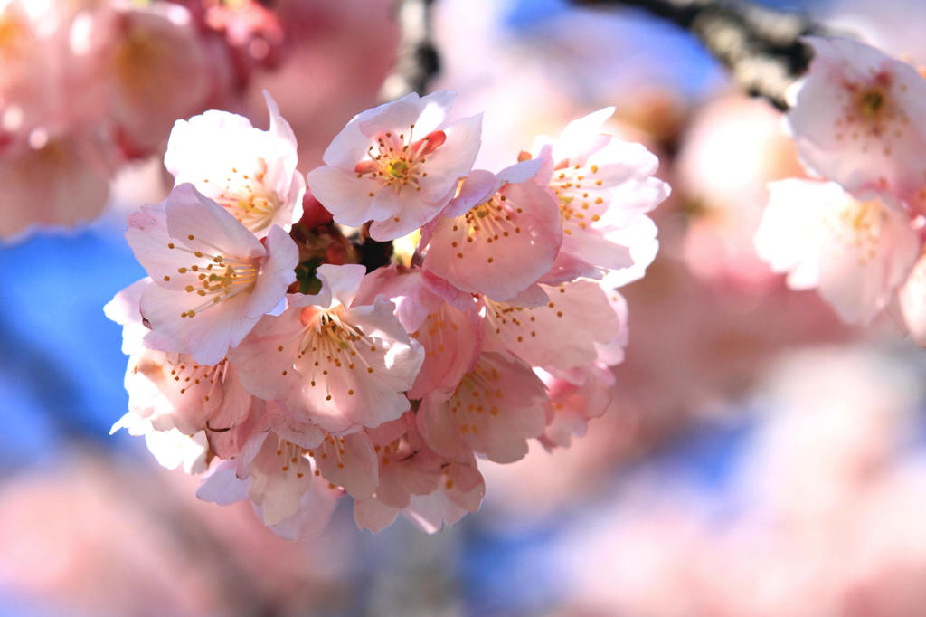 早咲き桜　２
