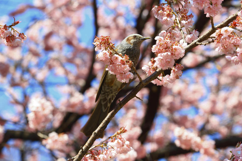 桜と鳥　１
