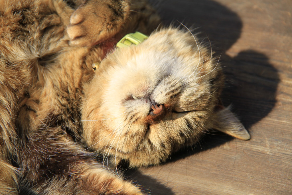 常滑のねこ