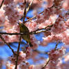 桜とメジロ　２
