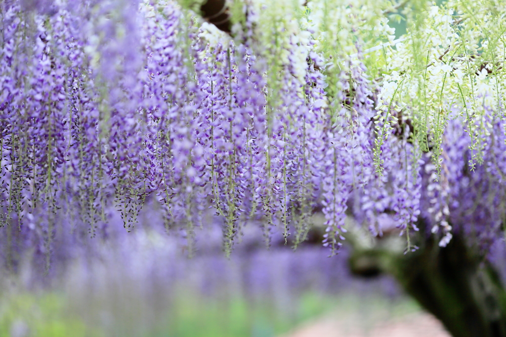 wisteria