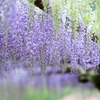 wisteria