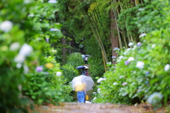 紫陽花寺