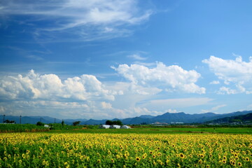 Summer of the beginning
