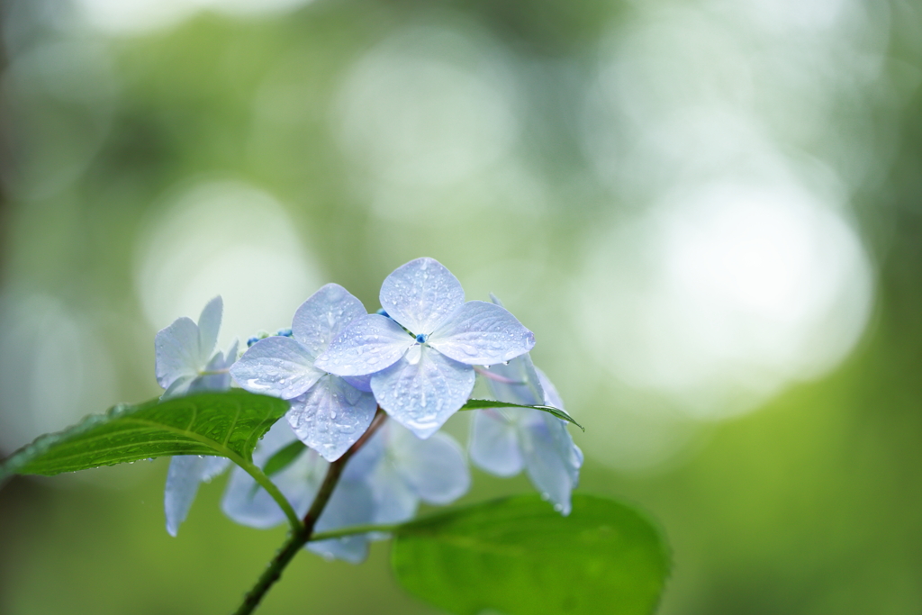 今年の６月