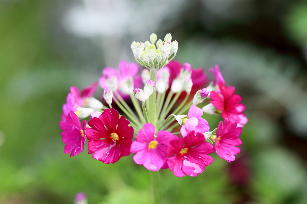 Bouquet of nature!