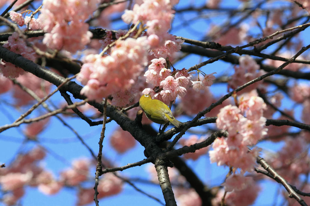 桜とメジロ　１