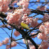 桜とメジロ　１