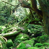 Nature which is protected.