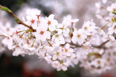 Cherry tree of the neighborhood