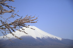 桜と富士山