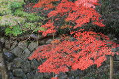 石垣と紅葉