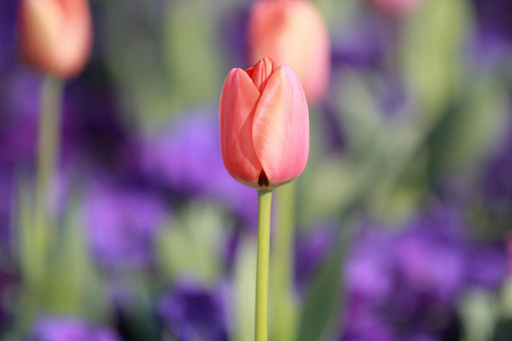 春の花は・・・。